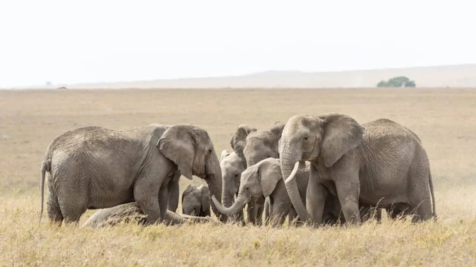 “Hey, Ellie!”: New Study Shows African Elephants Use Name‑Like Vocal Labels