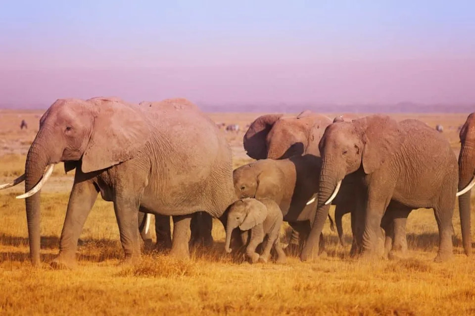 “Hey, Ellie!”: New Study Shows African Elephants Use Name‑Like Vocal Labels