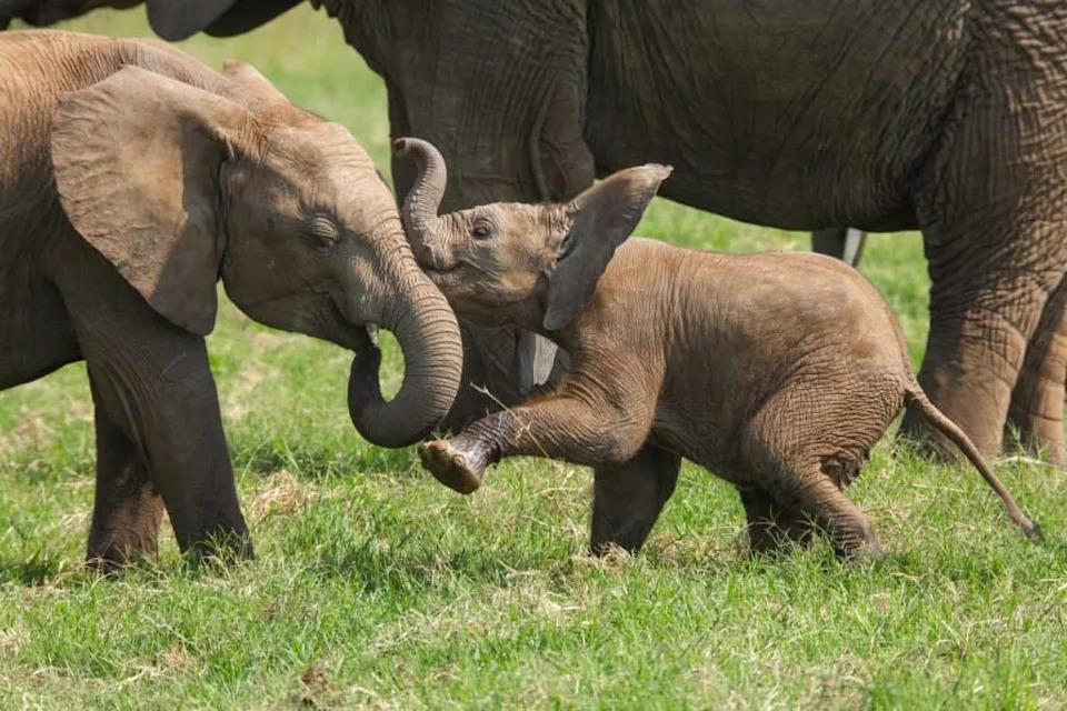 “Hey, Ellie!”: New Study Shows African Elephants Use Name‑Like Vocal Labels