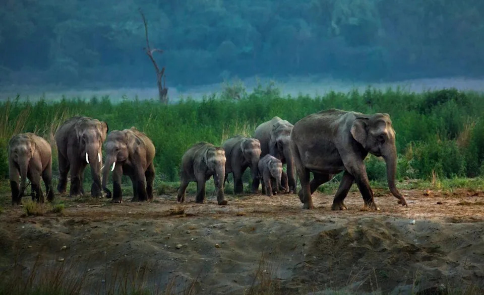 “Hey, Ellie!”: New Study Shows African Elephants Use Name‑Like Vocal Labels