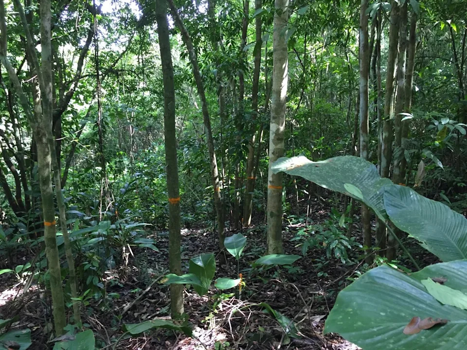 Nitrogen Boosts Young Tropical Forest Recovery — Study Shows Nearly Double Growth In Former Pastures