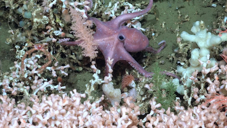 Ocean Surprise: 28 Potential New Deep‑Sea Species Discovered — And a Near‑Pristine VHS Tape Recovered