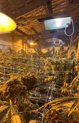 Cops Seize 1.2m Crocodile, 38 Snakes and Suspected Cannabis Farm in Bizarre NSW Raid