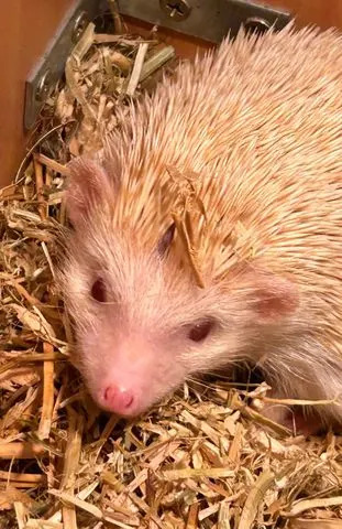 Cops Seize 1.2m Crocodile, 38 Snakes and Suspected Cannabis Farm in Bizarre NSW Raid