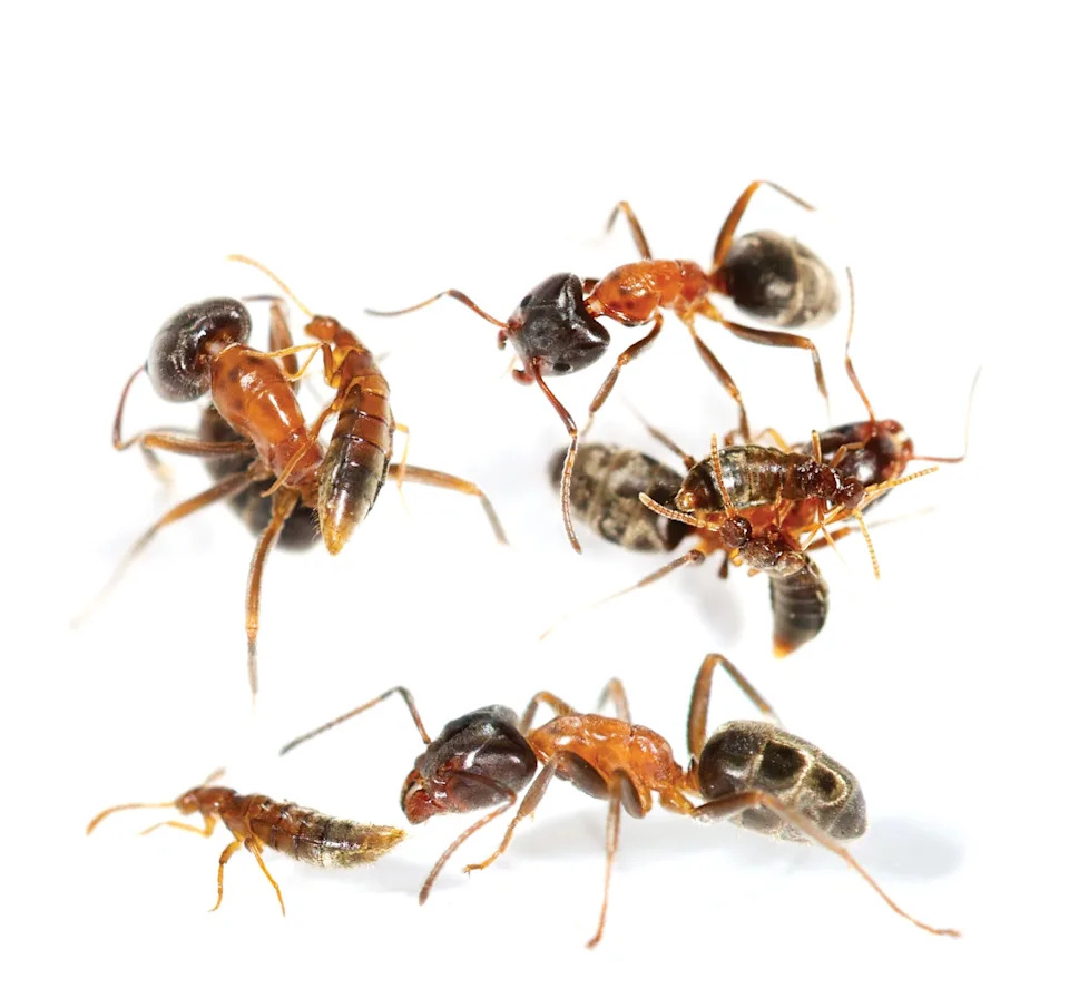 How Beetles Steal Ants' Scent to Live Undetected — and Why They Can't Survive Alone