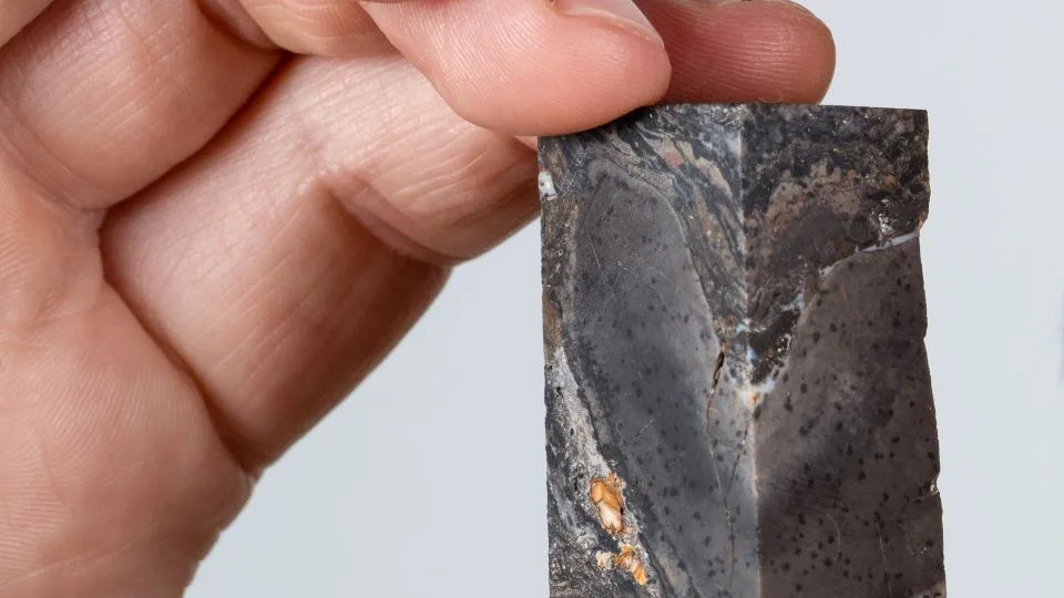 400-Million-Year-Old 9‑Meter Fossil Defies Classification — May Represent a Lost Branch of Multicellular Life