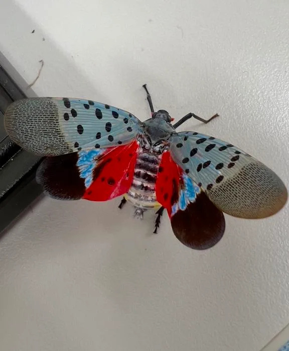 City-Evolved Spotted Lanternflies May Be Fueling Rapid U.S. Invasion