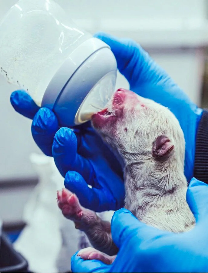 Colossal Biosciences’ De‑Extinction Breakthroughs: Dire Wolves Born and a Woolly Mouse Points Toward Mammoth Revival