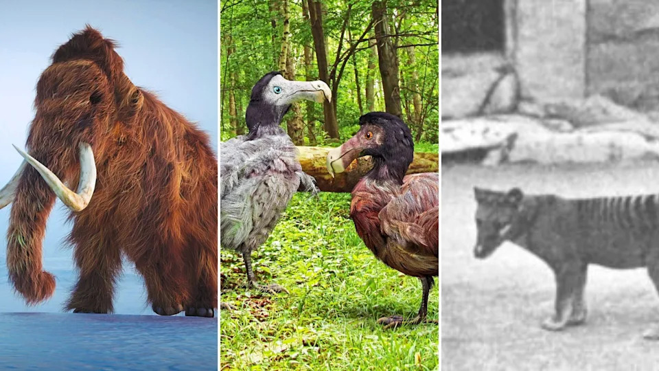 Colossal Biosciences’ De‑Extinction Breakthroughs: Dire Wolves Born and a Woolly Mouse Points Toward Mammoth Revival