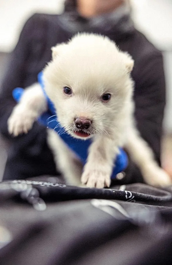 Colossal Biosciences’ De‑Extinction Breakthroughs: Dire Wolves Born and a Woolly Mouse Points Toward Mammoth Revival