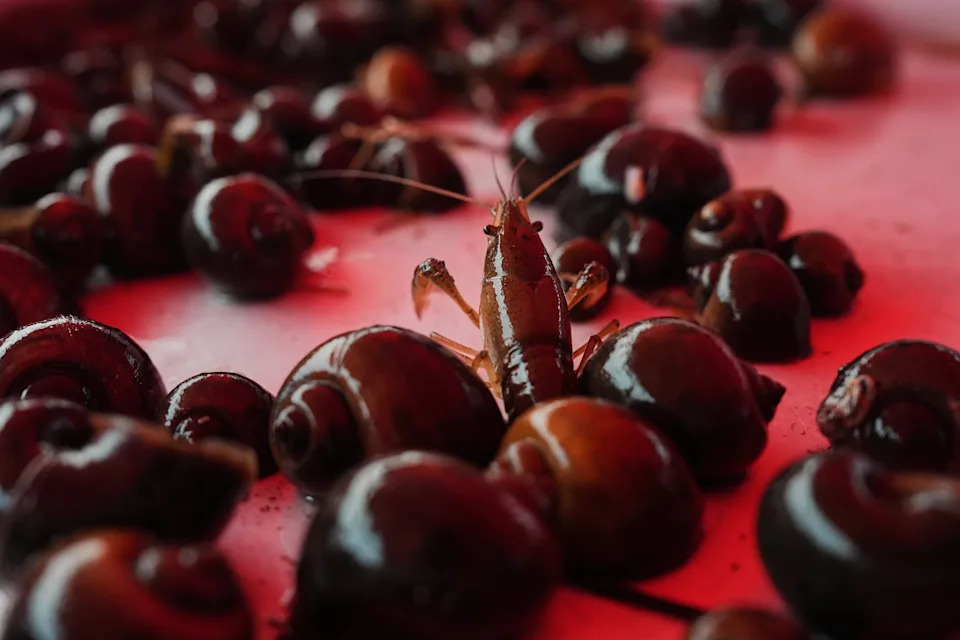 Giant Apple Snails and Tiny Delphacid Bugs Threaten Louisiana Rice and Crawfish Farms