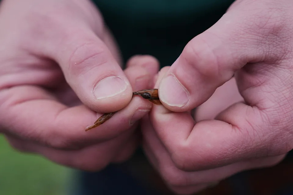 Giant Apple Snails and Tiny Delphacid Bugs Threaten Louisiana Rice and Crawfish Farms