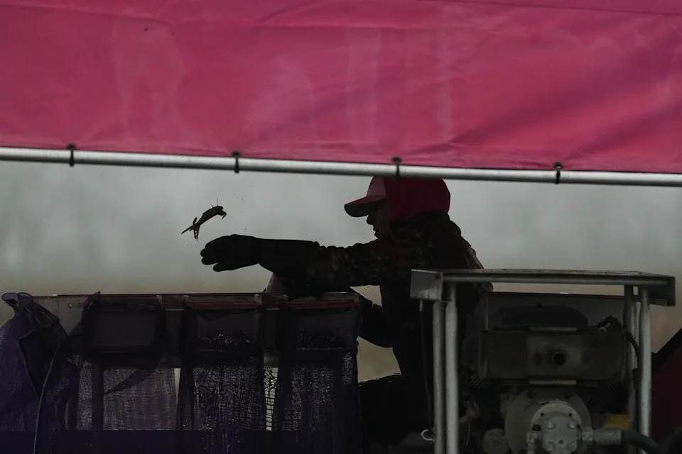 Giant Apple Snails and Tiny Delphacid Bugs Threaten Louisiana Rice and Crawfish Farms