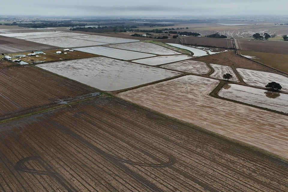 Giant Apple Snails and Tiny Delphacid Bugs Threaten Louisiana Rice and Crawfish Farms