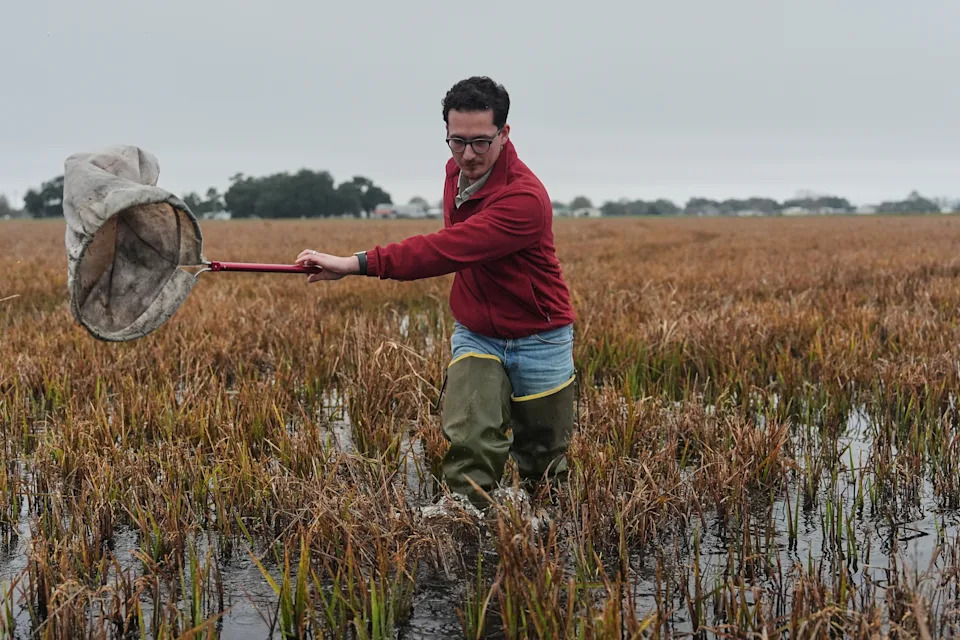 Giant Apple Snails and Tiny Delphacid Bugs Threaten Louisiana Rice and Crawfish Farms