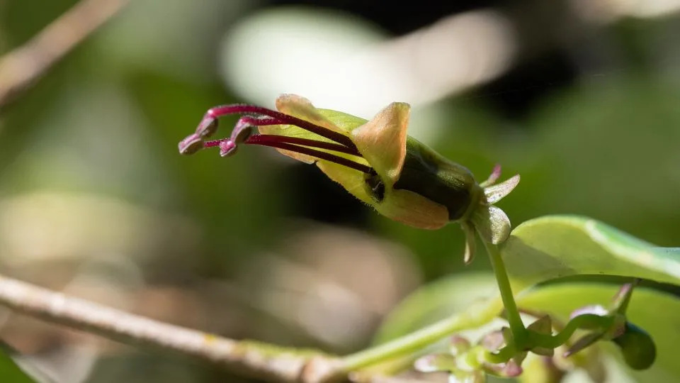 Lipstick Vine Surprise: Genetics Show Floral Shift Happened Before Plants Reached Taiwan