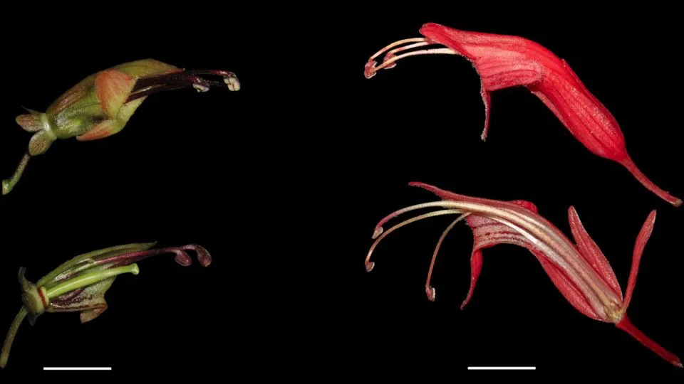 Lipstick Vine Surprise: Genetics Show Floral Shift Happened Before Plants Reached Taiwan