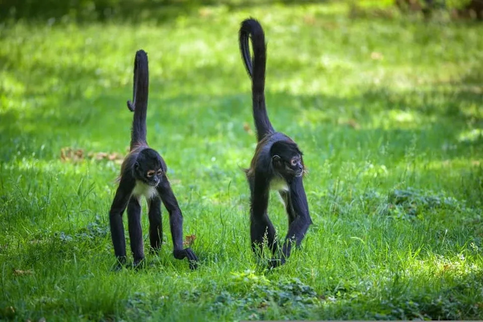 How Spider Monkeys Share ‘Insider Knowledge’ to Find the Best Fruit