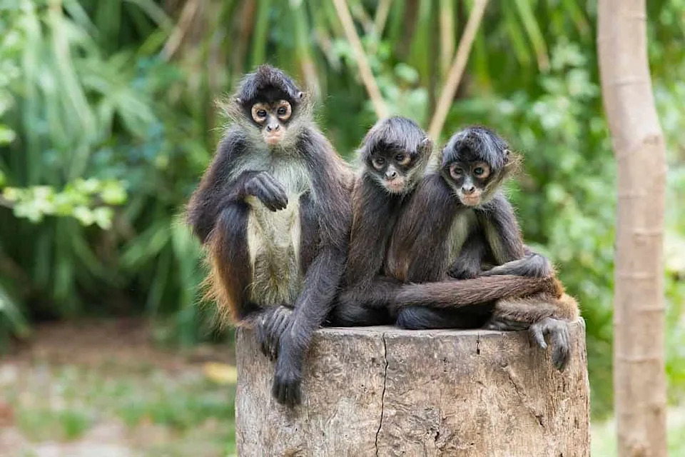 How Spider Monkeys Share ‘Insider Knowledge’ to Find the Best Fruit