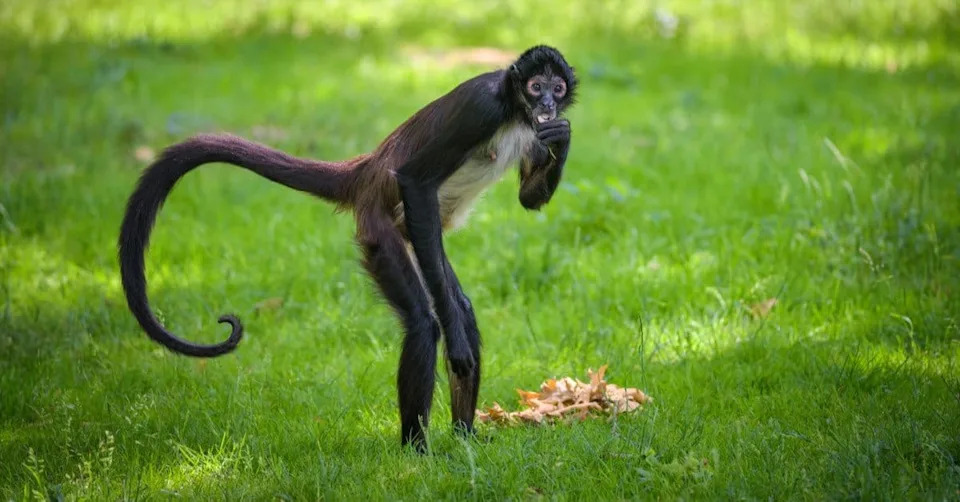 How Spider Monkeys Share ‘Insider Knowledge’ to Find the Best Fruit