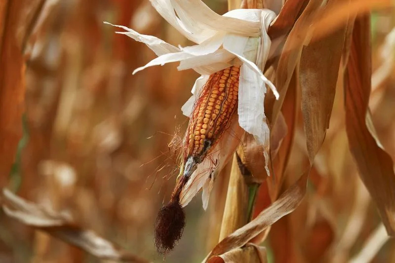 ‘A Blessing’: Light Rains Give Argentine Farmers Relief — But Harvest Risks Remain