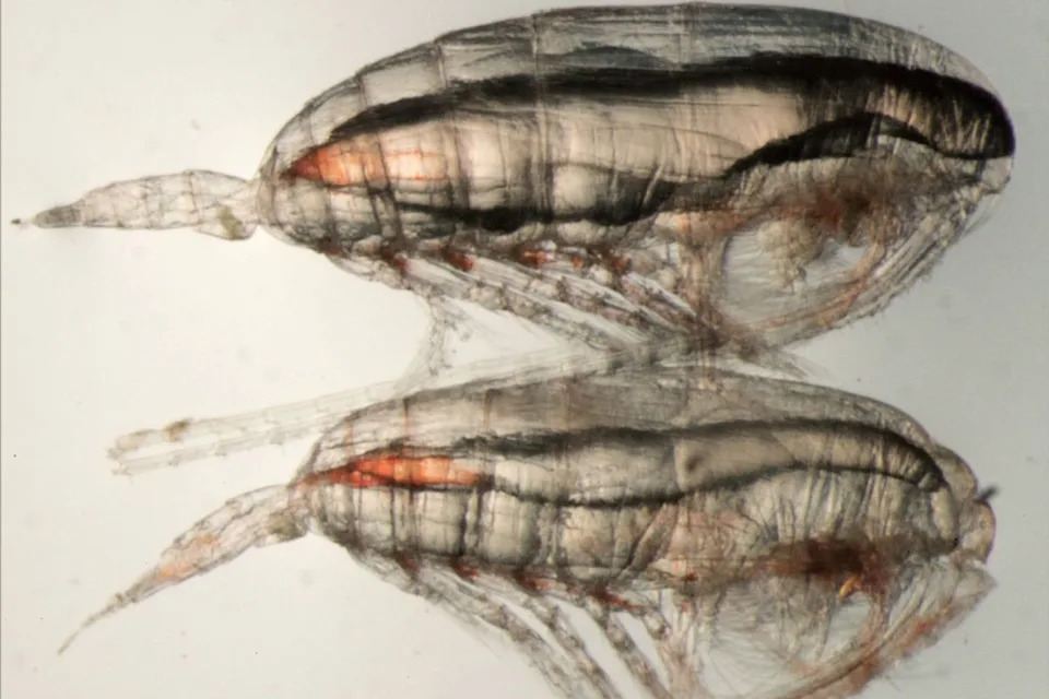 Zooplankton Point the Way: Predicting Right Whale Feeding Grounds as the Gulf of Maine Warms