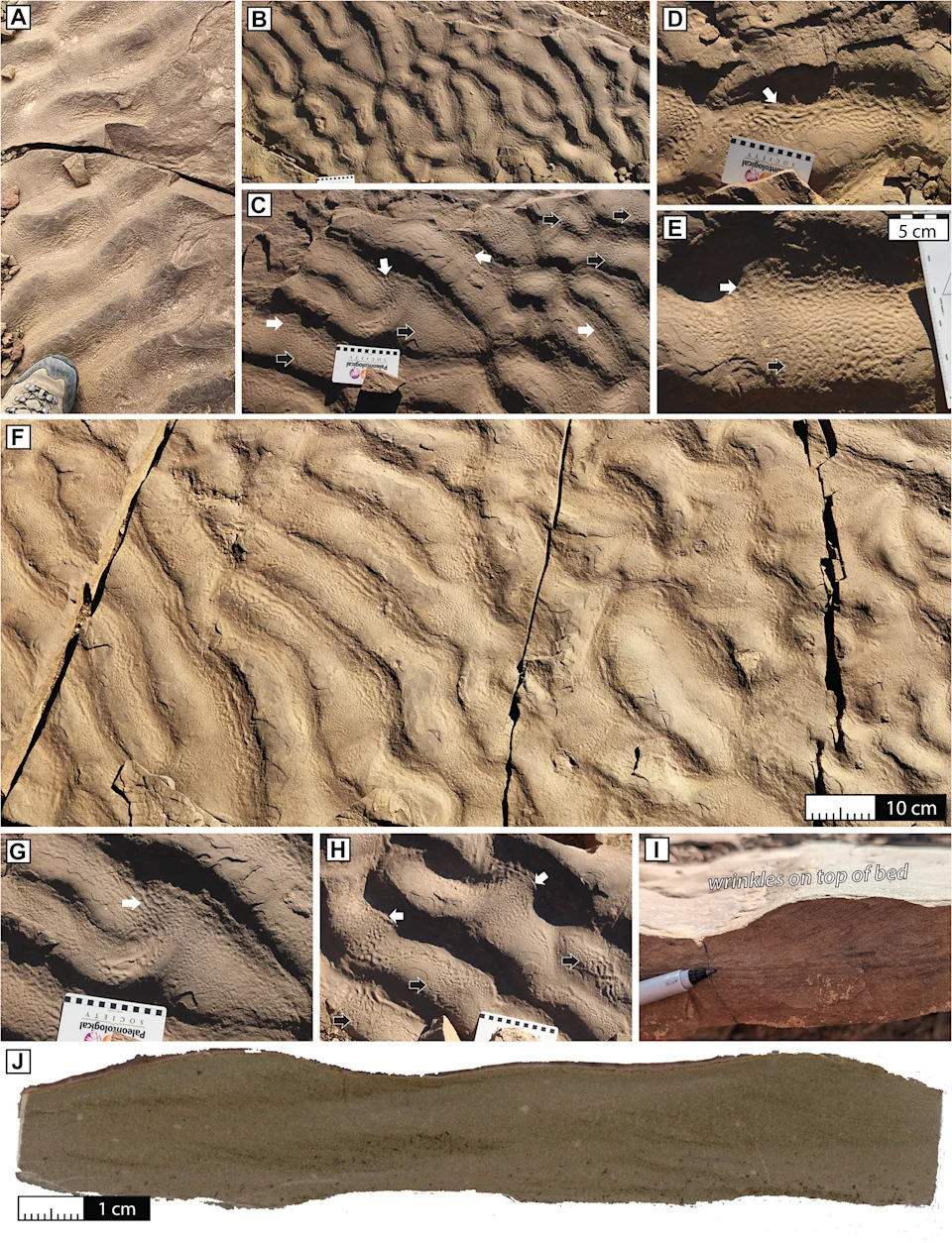 Scientists Find Unexpected 'Wrinkle' Fossils on Deep Moroccan Seafloor — A Clue to Ancient Chemosynthetic Life