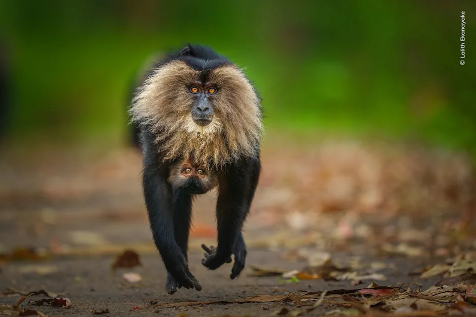 Haunting Photo of Polar Bear Family on Muddy Shore Shortlisted for Wildlife Photographer of the Year