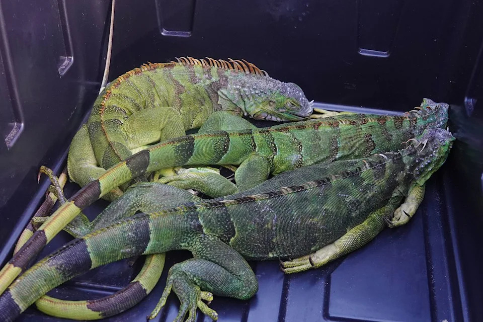 Florida Collected 5,195 Cold‑Stunned Invasive Iguanas; Those Not Rehomed Were Humanely Euthanized