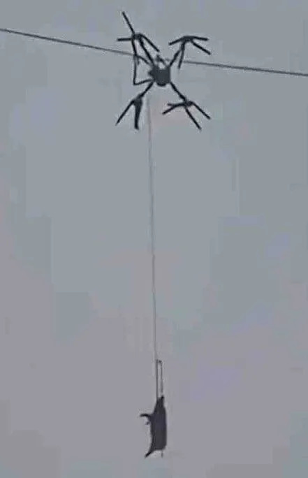 Drone Tether Snags Power Line, Leaves Pig Dangling and Plunges Sichuan Village Into 10-Hour Blackout