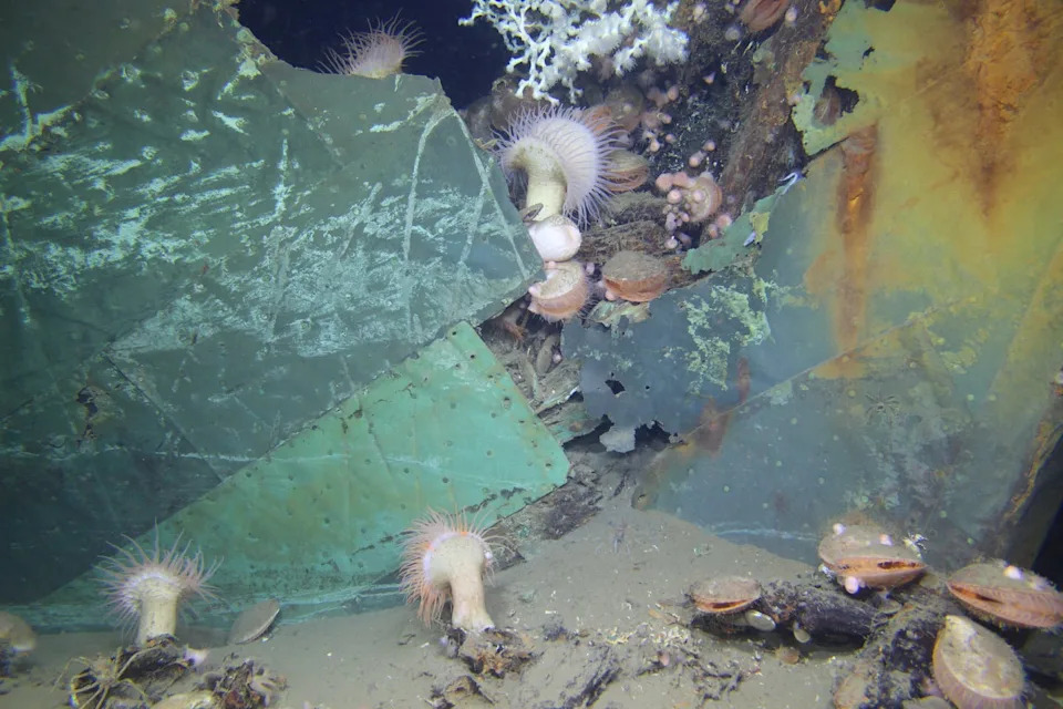 From Wrecks to Reefs: How Sunken Ships Become Underwater Oases — and Sometimes Hazards