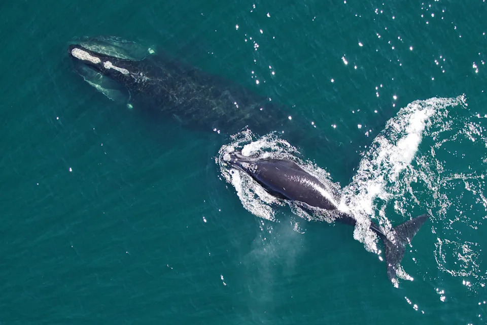 Maine Lobstermen and Scientists Unite to Protect Critically Endangered Right Whales