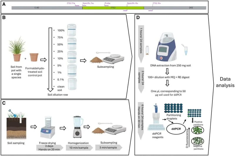 DNA Breakthrough Reveals Hidden Life of Plant Roots — New Soil Test Measures Root Biomass and Species