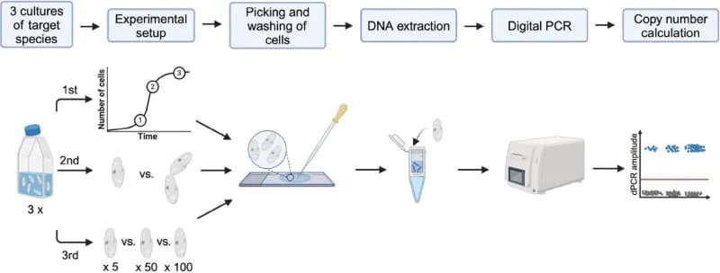 DNA Breakthrough Reveals Hidden Life of Plant Roots — New Soil Test Measures Root Biomass and Species