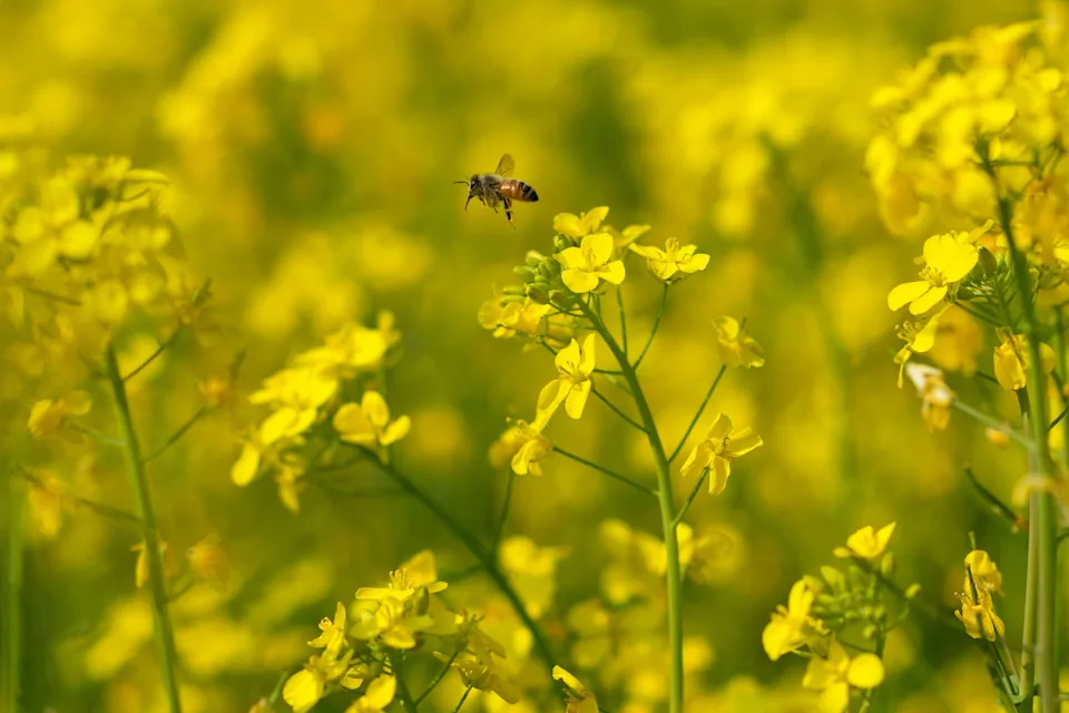 Migratorni pčelari u Assamu: Cvetovi, poplave i borba za med