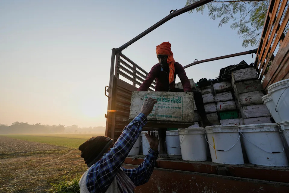 Migratorni pčelari u Assamu: Cvetovi, poplave i borba za med