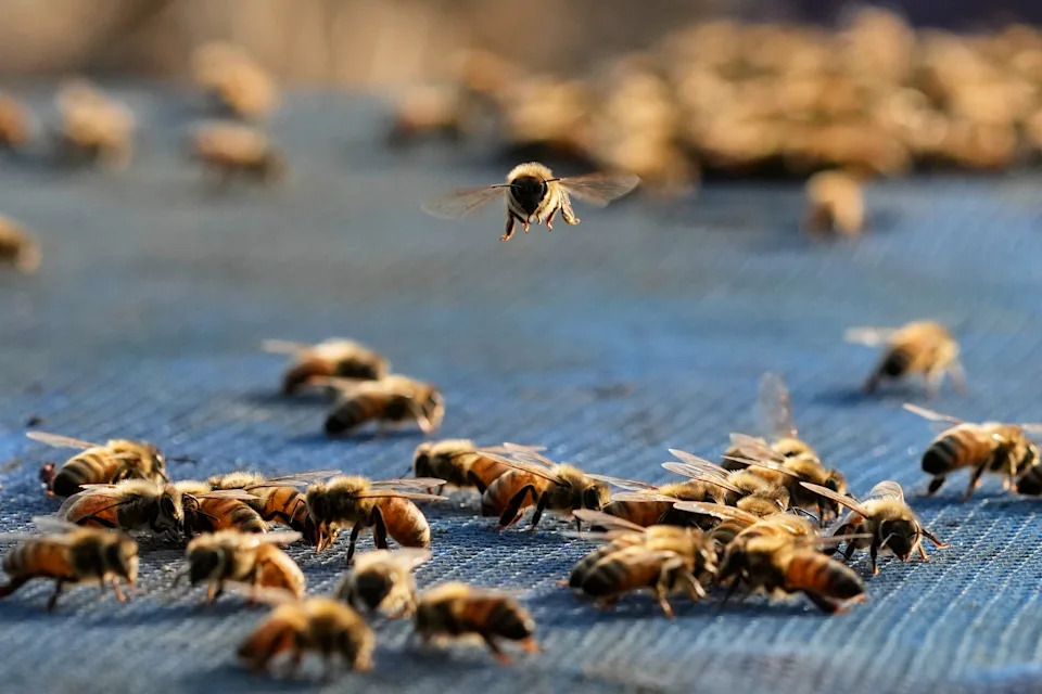 Migratorni pčelari u Assamu: Cvetovi, poplave i borba za med