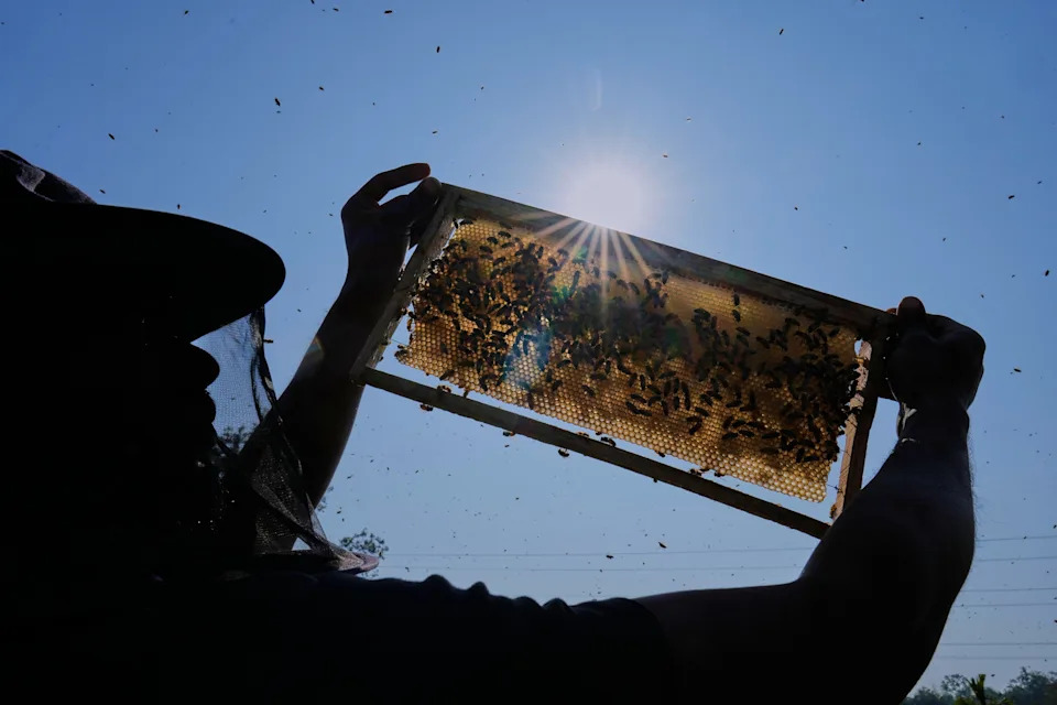 Migratorni pčelari u Assamu: Cvetovi, poplave i borba za med