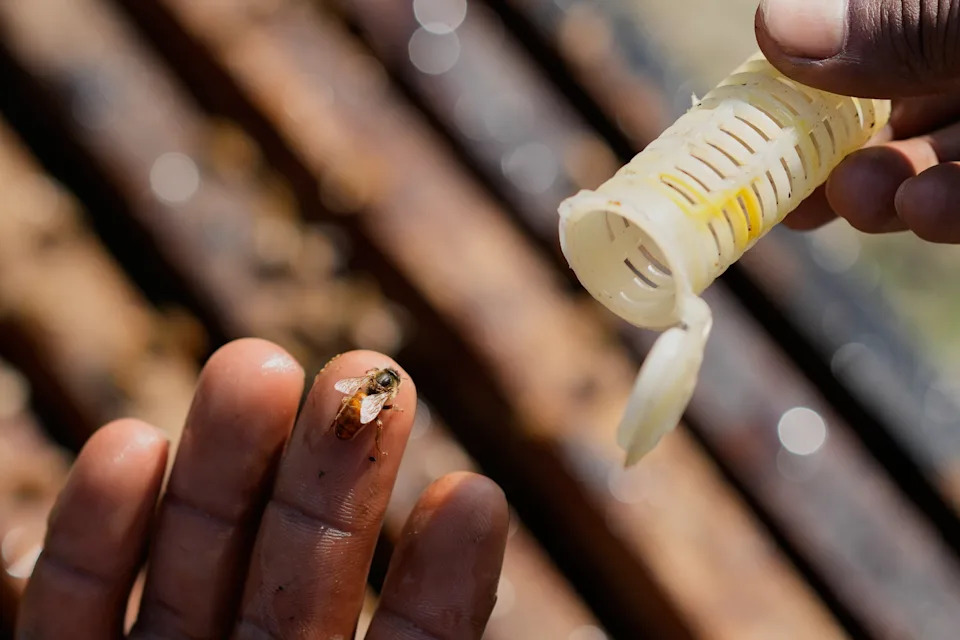 Migratorni pčelari u Assamu: Cvetovi, poplave i borba za med