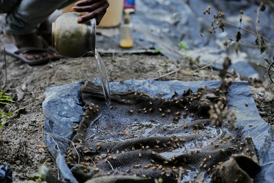 Migratorni pčelari u Assamu: Cvetovi, poplave i borba za med