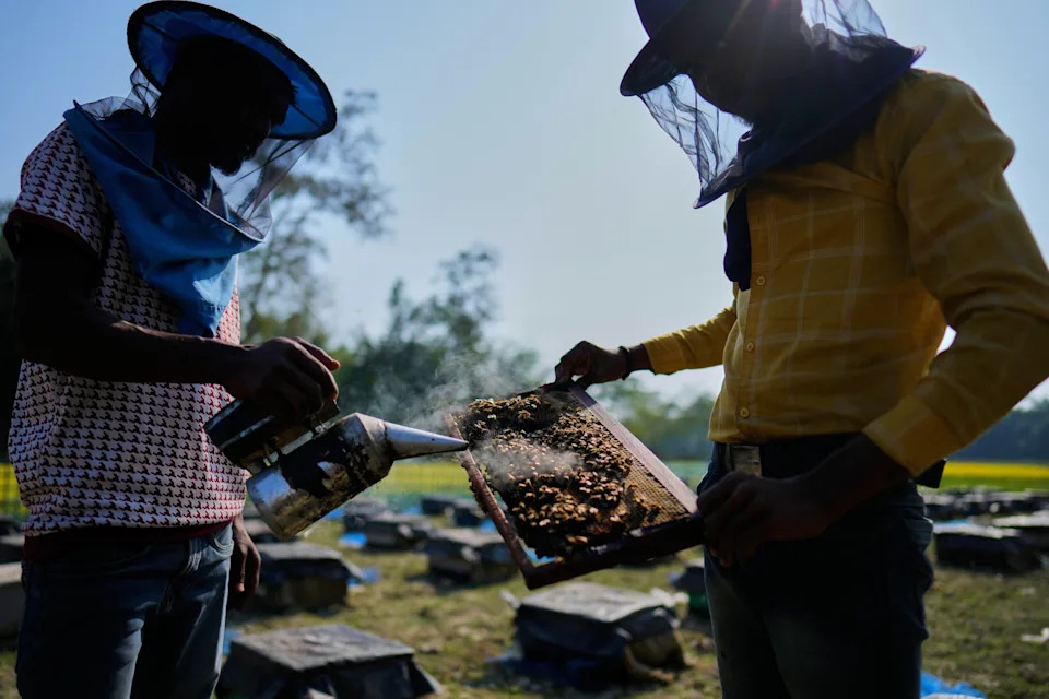Migratorni pčelari u Assamu: Cvetovi, poplave i borba za med