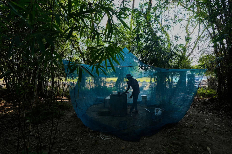 Migratorni pčelari u Assamu: Cvetovi, poplave i borba za med