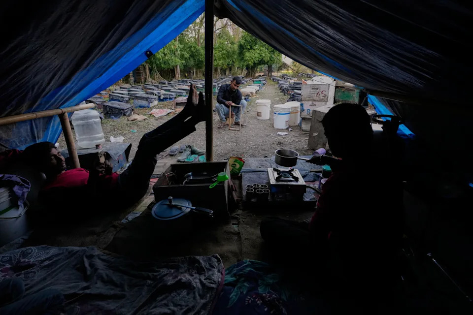 Migratorni pčelari u Assamu: Cvetovi, poplave i borba za med