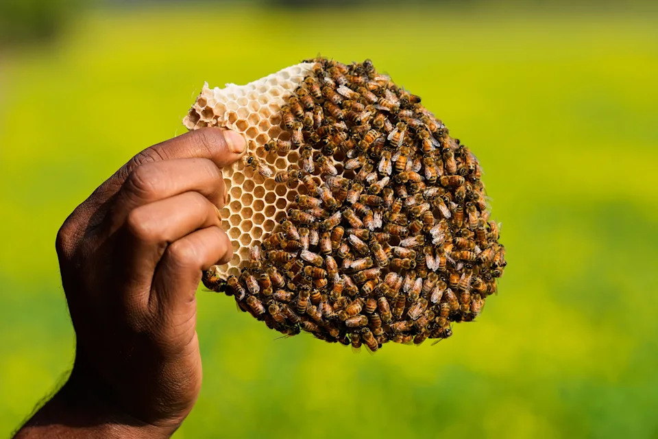 Migratorni pčelari u Assamu: Cvetovi, poplave i borba za med