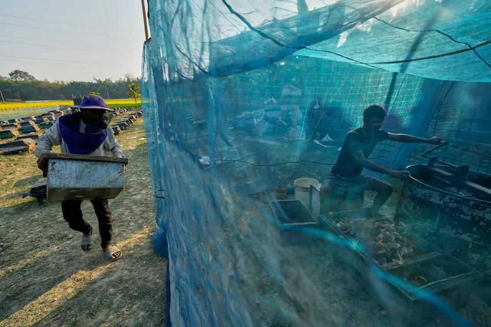 Migratorni pčelari u Assamu: Cvetovi, poplave i borba za med