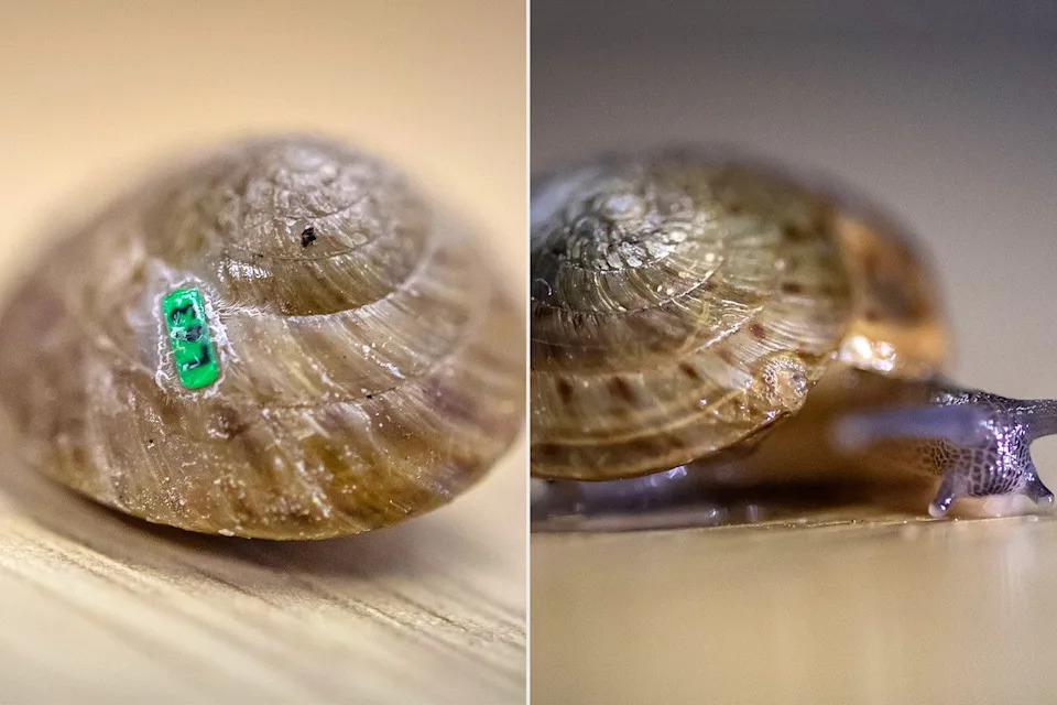 Once-Extinct Greater Bermuda Snail Restored to Wild After Landmark Breeding Effort