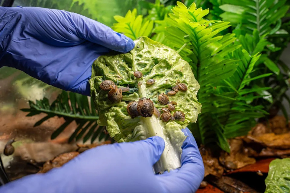 Once-Extinct Greater Bermuda Snail Restored to Wild After Landmark Breeding Effort