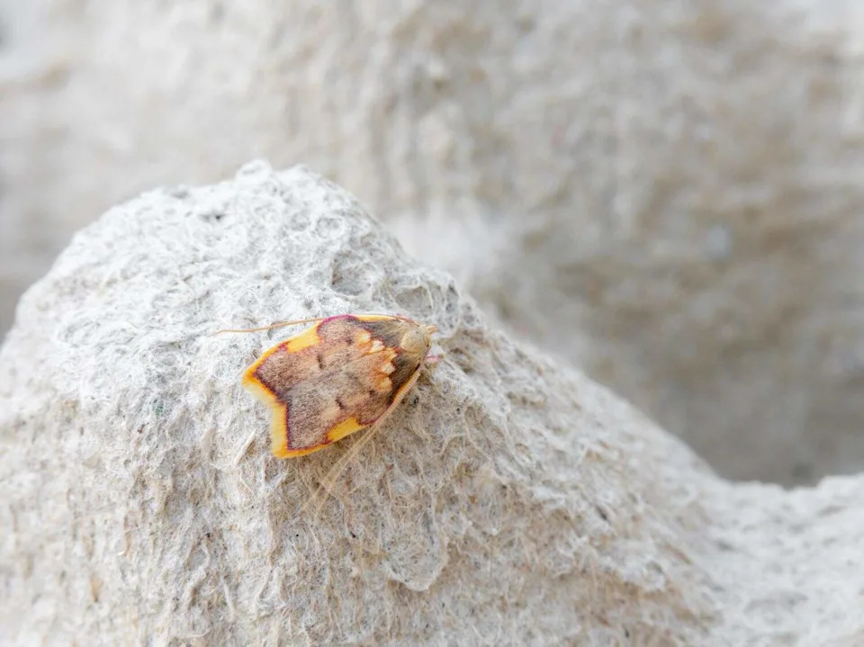 Vek Zablude: Otkrivena „Najlepša