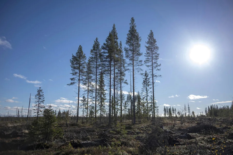 Zašto se borealne šume pomeraju ka severu — sateliti pokazuju +12% i veći kapacitet za skladištenje ugljenika