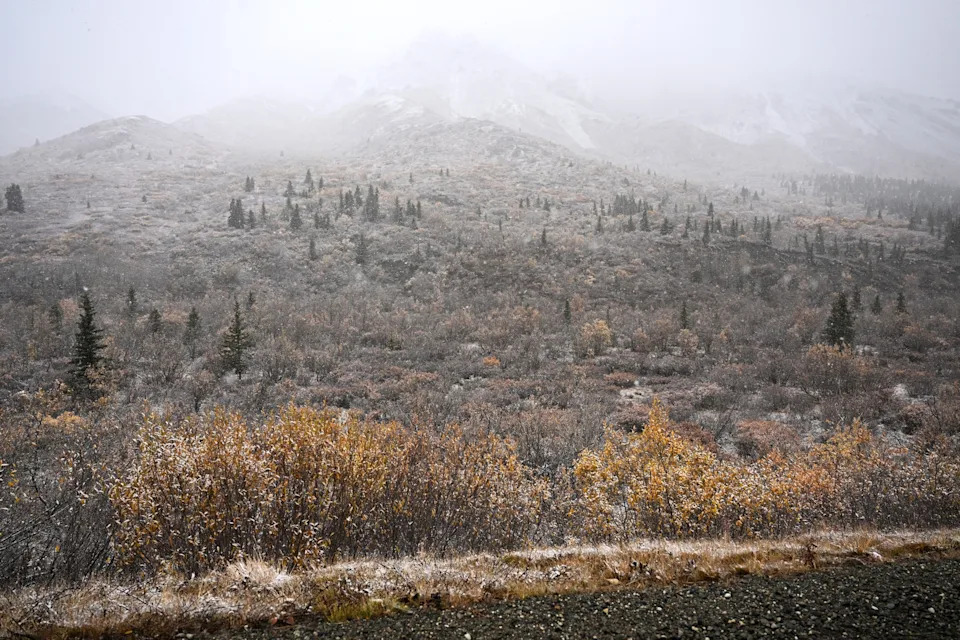 Zašto se borealne šume pomeraju ka severu — sateliti pokazuju +12% i veći kapacitet za skladištenje ugljenika
